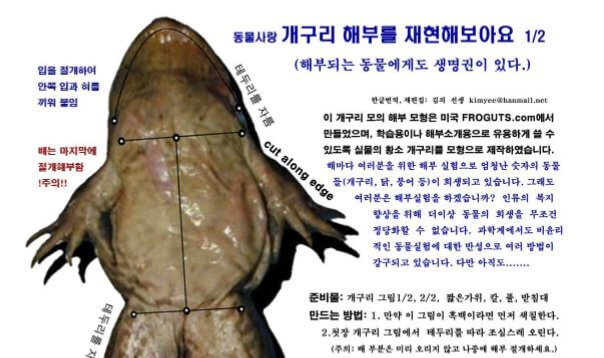 개구리 해부 재현 모형 (만들기) - 전국과학교사협회